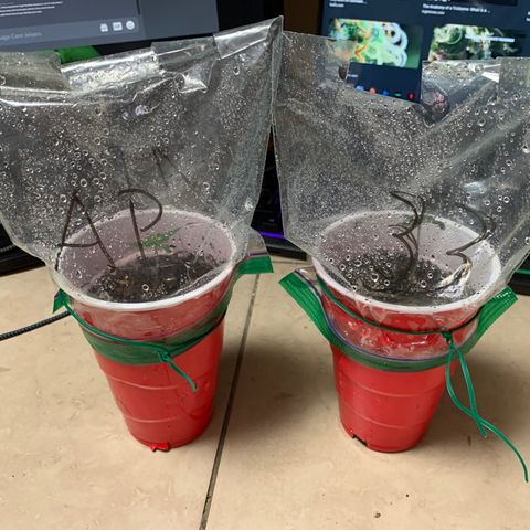 Purple Ayahausca growlog timeline photo