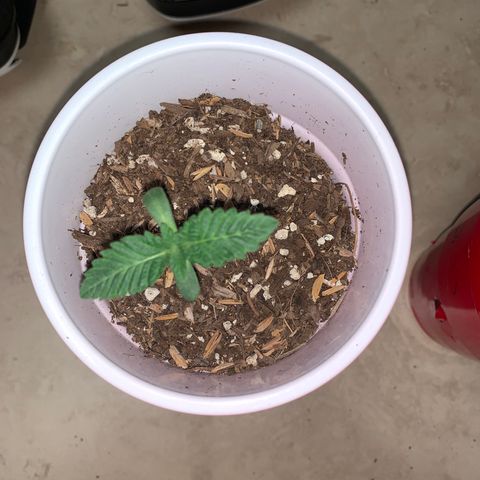 Purple Ayahausca growlog timeline photo