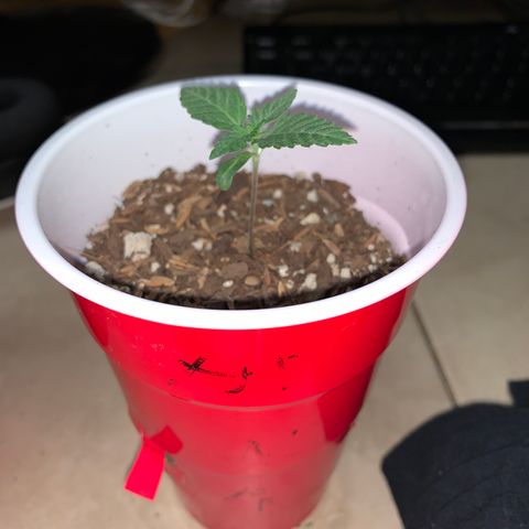 Purple Ayahausca growlog timeline photo
