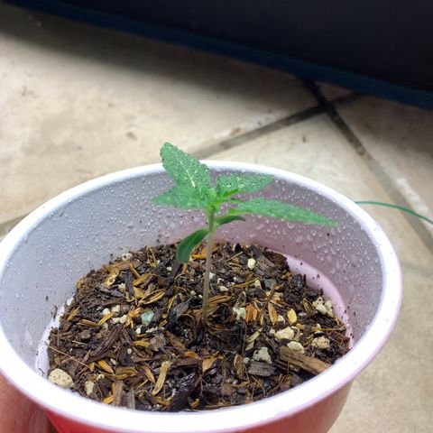 Purple Ayahausca growlog timeline photo