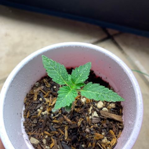 Purple Ayahausca growlog timeline photo