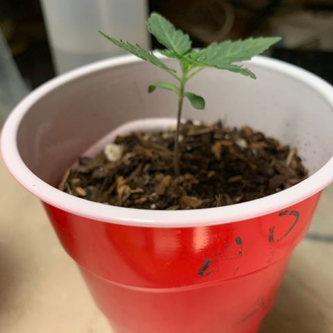 Purple Ayahausca growlog timeline photo