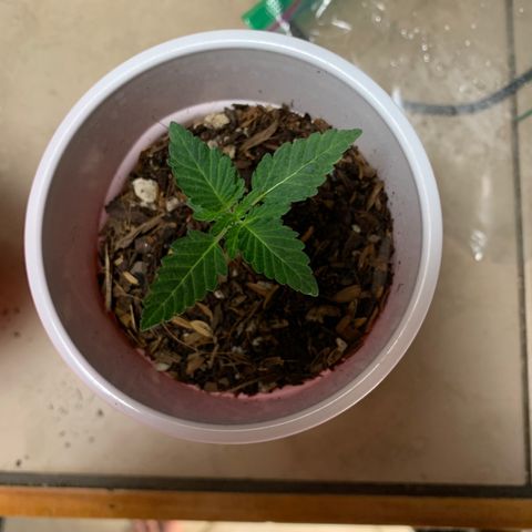 Purple Ayahausca growlog timeline photo