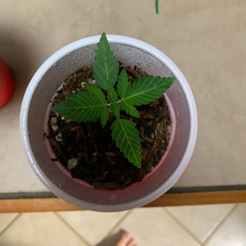 Purple Ayahausca growlog timeline photo