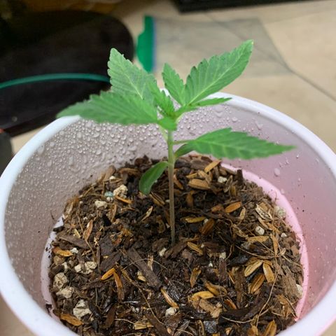 Purple Ayahausca growlog timeline photo