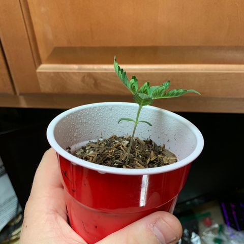Purple Ayahausca growlog photo: Slightly underwatered, she curled up immediately after removal of the ziploc bag. Sprayed the soil and bag. Looking better already. 