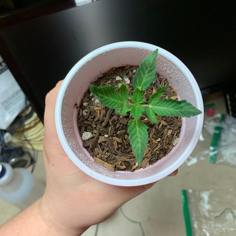 Purple Ayahausca growlog photo: Slightly underwatered, she curled up immediately after removal of the ziploc bag. Sprayed the soil and bag. Looking better already. 