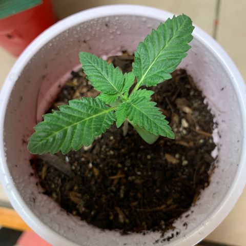 Purple Ayahausca growlog timeline photo