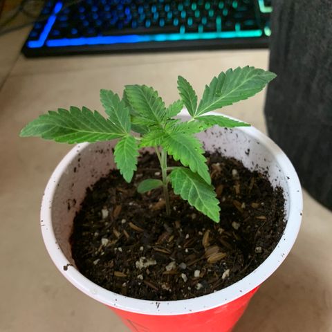 Purple Ayahausca growlog timeline photo