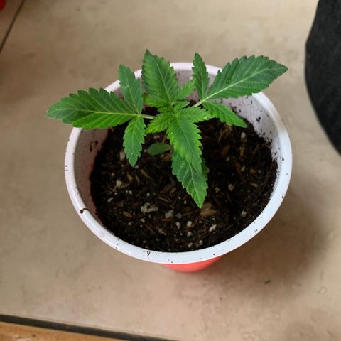 Purple Ayahausca growlog timeline photo