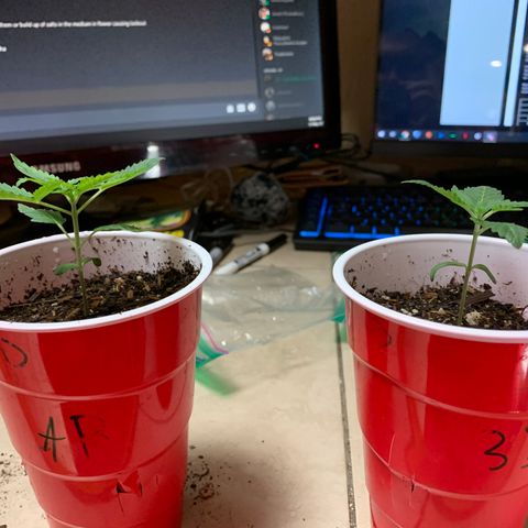 Purple Ayahausca growlog timeline photo