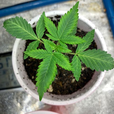 Purple Ayahausca growlog timeline photo
