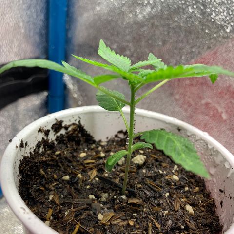 Purple Ayahausca growlog timeline photo