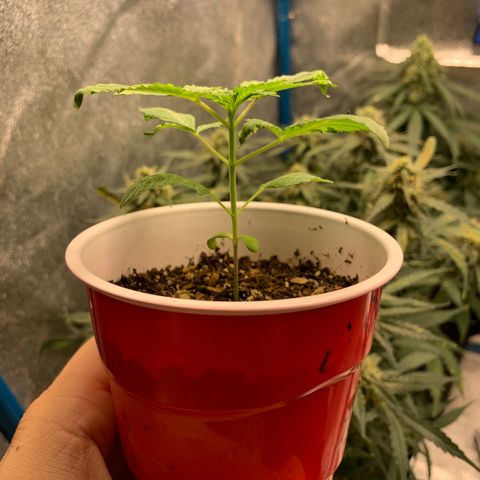 Purple Ayahausca growlog timeline photo