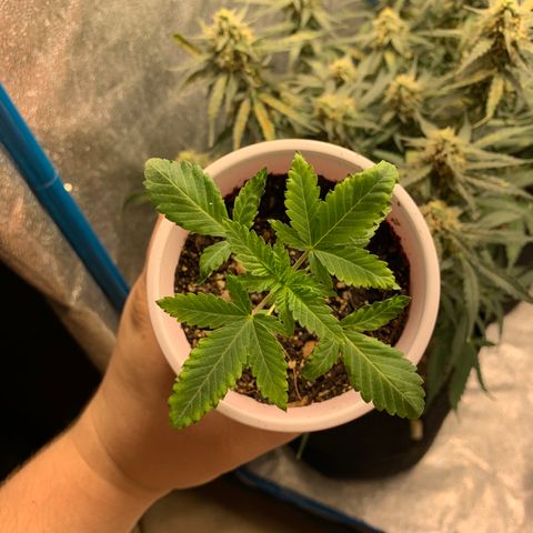 Purple Ayahausca growlog timeline photo