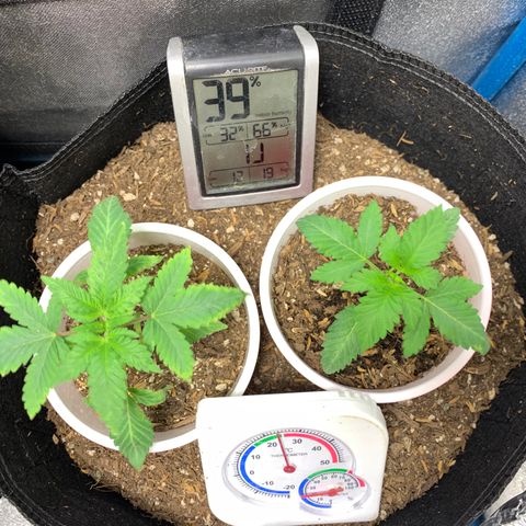Purple Ayahausca growlog timeline photo