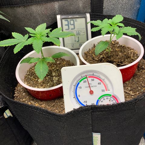 Purple Ayahausca growlog timeline photo