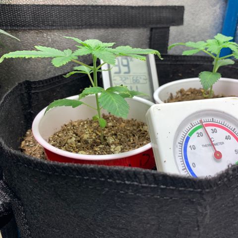 Purple Ayahausca growlog timeline photo
