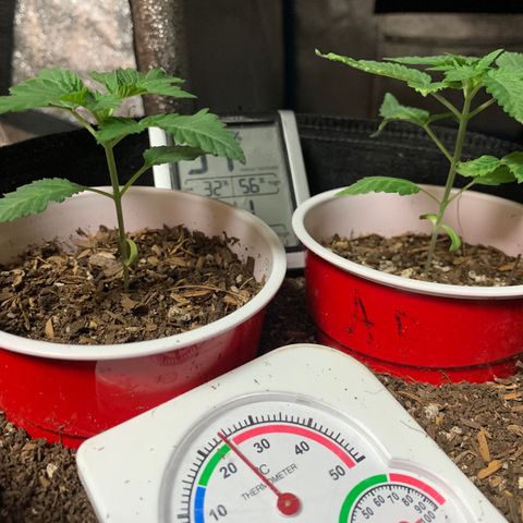 Purple Ayahausca growlog timeline photo