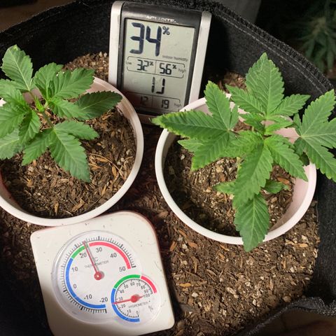 Purple Ayahausca growlog timeline photo