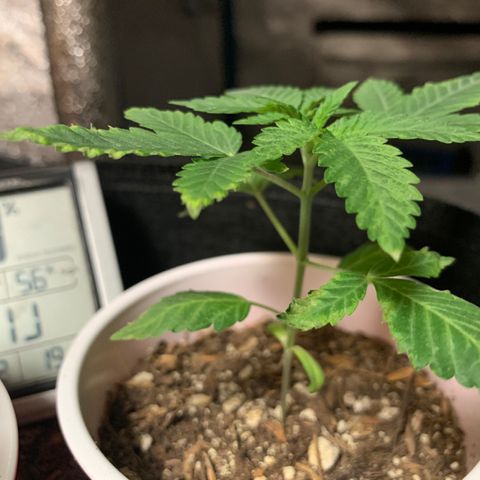 Purple Ayahausca growlog timeline photo