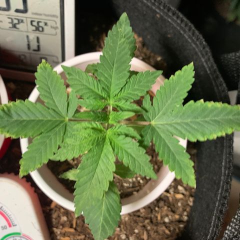 Purple Ayahausca growlog timeline photo