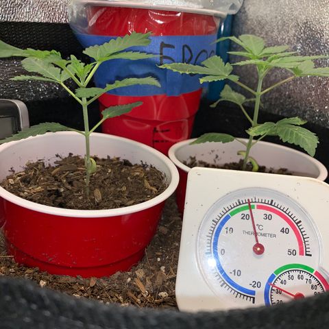 Purple Ayahausca growlog timeline photo