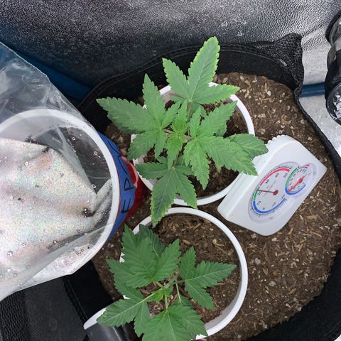 Purple Ayahausca growlog timeline photo