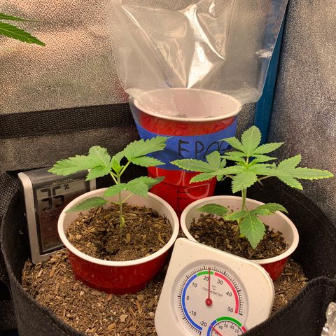 Purple Ayahausca growlog timeline photo