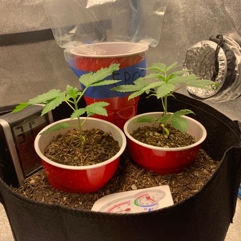 Purple Ayahausca growlog photo: Day 1 of above ground life for FPOG!  Dosidos looking absolutely fantastic for a seedling who was ripped out of the soil. Ayahuasca Purple getting over the Nitrogen/Copper excess from too much nutrient uptake via too much Mychorrizae.
AP is currently growing the fourth node. 
D33 is currently growing the third node. 