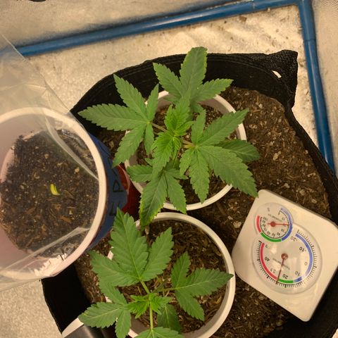 Purple Ayahausca growlog photo: Day 1 of above ground life for FPOG!  Dosidos looking absolutely fantastic for a seedling who was ripped out of the soil. Ayahuasca Purple getting over the Nitrogen/Copper excess from too much nutrient uptake via too much Mychorrizae.
AP is currently growing the fourth node. 
D33 is currently growing the third node. 