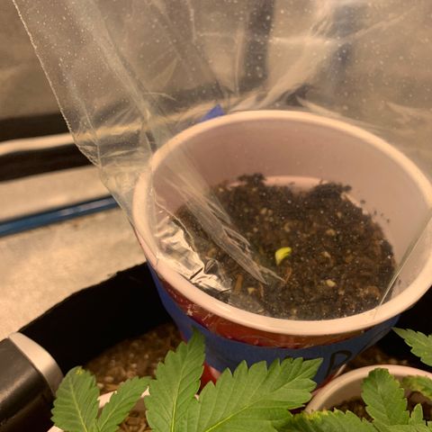Purple Ayahausca growlog photo: Day 1 of above ground life for FPOG!  Dosidos looking absolutely fantastic for a seedling who was ripped out of the soil. Ayahuasca Purple getting over the Nitrogen/Copper excess from too much nutrient uptake via too much Mychorrizae.
AP is currently growing the fourth node. 
D33 is currently growing the third node. 