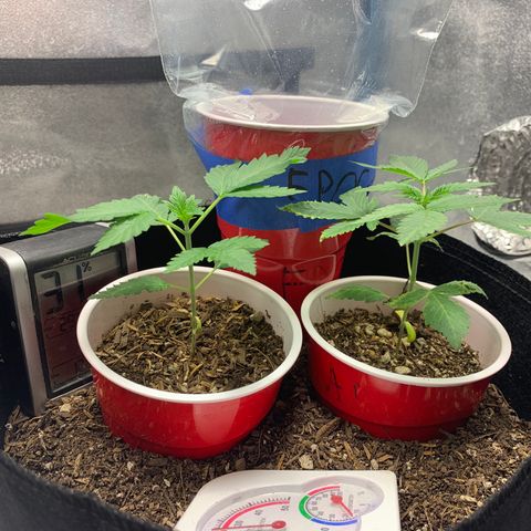 Purple Ayahausca growlog photo: Day 1 of above ground life for FPOG!  Dosidos looking absolutely fantastic for a seedling who was ripped out of the soil. Ayahuasca Purple getting over the Nitrogen/Copper excess from too much nutrient uptake via too much Mychorrizae.
AP is currently growing the fourth node. 
D33 is currently growing the third node. 