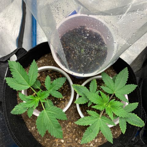 Purple Ayahausca growlog timeline photo