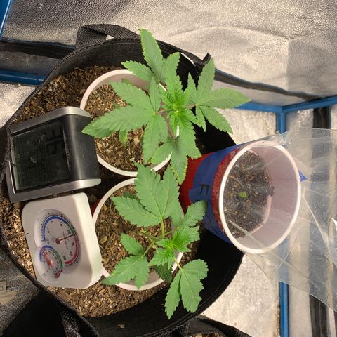 Purple Ayahausca growlog timeline photo