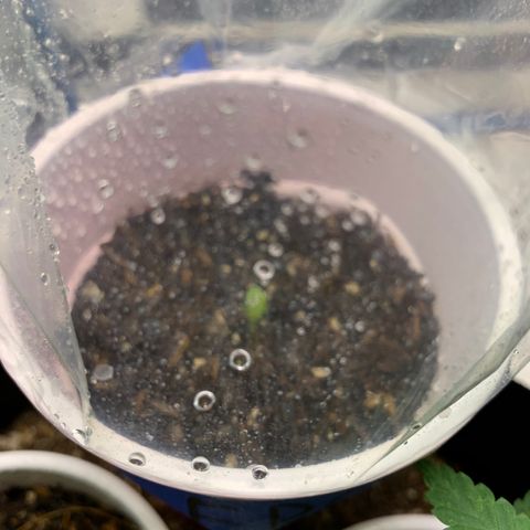 Purple Ayahausca growlog timeline photo