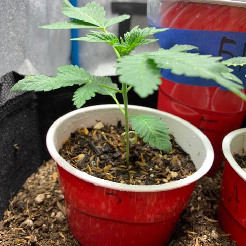 Purple Ayahausca growlog timeline photo