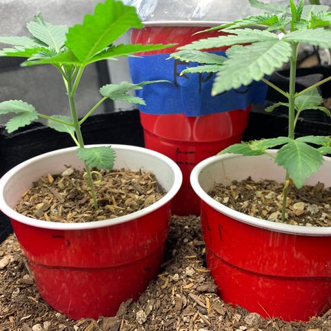 Purple Ayahausca growlog photo: Ayahuasca developing fifth node.
Dosidos developing fourth node. 
FPOG has first set of leaves grown. 