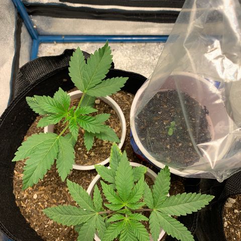 Purple Ayahausca growlog photo: Ayahuasca developing fifth node.
Dosidos developing fourth node. 
FPOG has first set of leaves grown. 