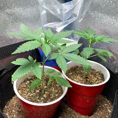 Purple Ayahausca growlog timeline photo