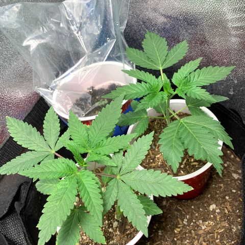 Purple Ayahausca growlog timeline photo