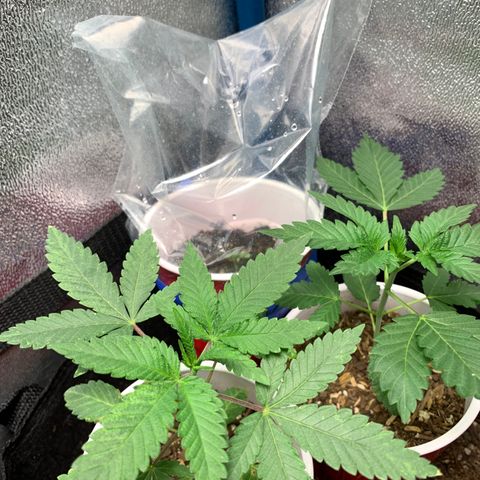 Purple Ayahausca growlog timeline photo