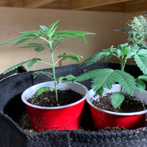 Purple Ayahausca growlog timeline photo