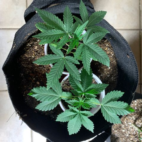 Purple Ayahausca growlog timeline photo