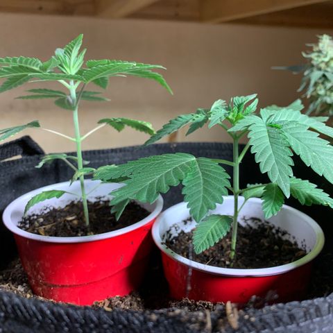 Purple Ayahausca growlog timeline photo