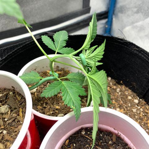 Purple Ayahausca growlog timeline photo