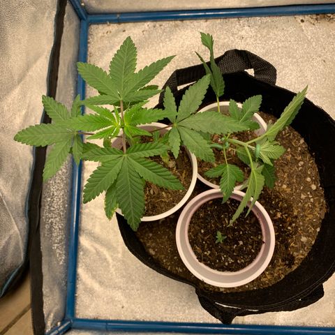 Purple Ayahausca growlog timeline photo