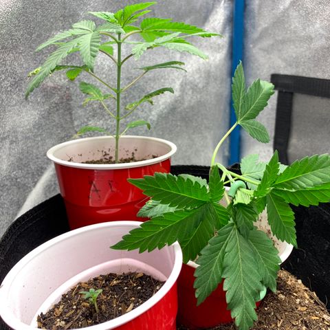 Purple Ayahausca growlog timeline photo