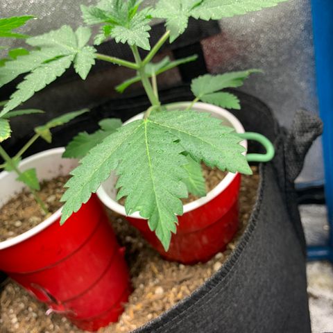 Purple Ayahausca growlog timeline photo
