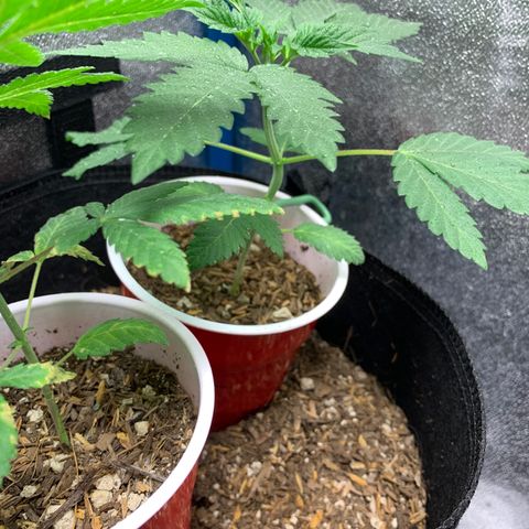 Purple Ayahausca growlog timeline photo